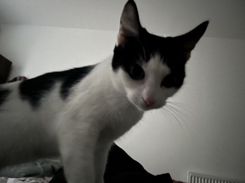 A chilled, happy Christmas thread