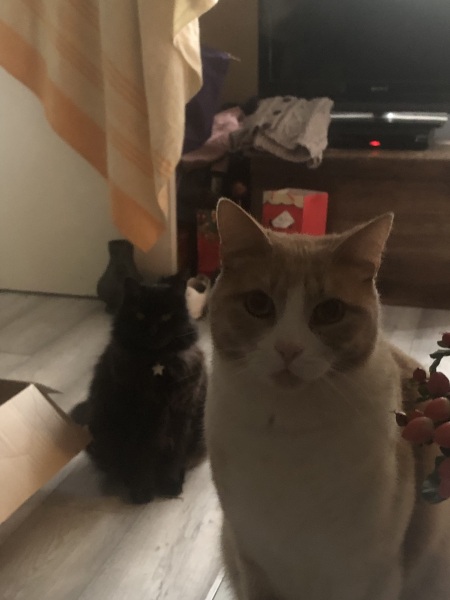 Christmas with the Excellent Cats