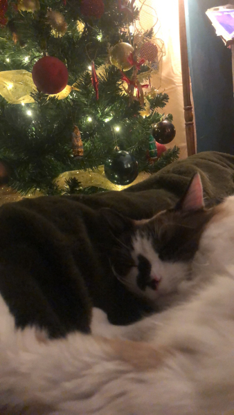 Christmas with the Excellent Cats