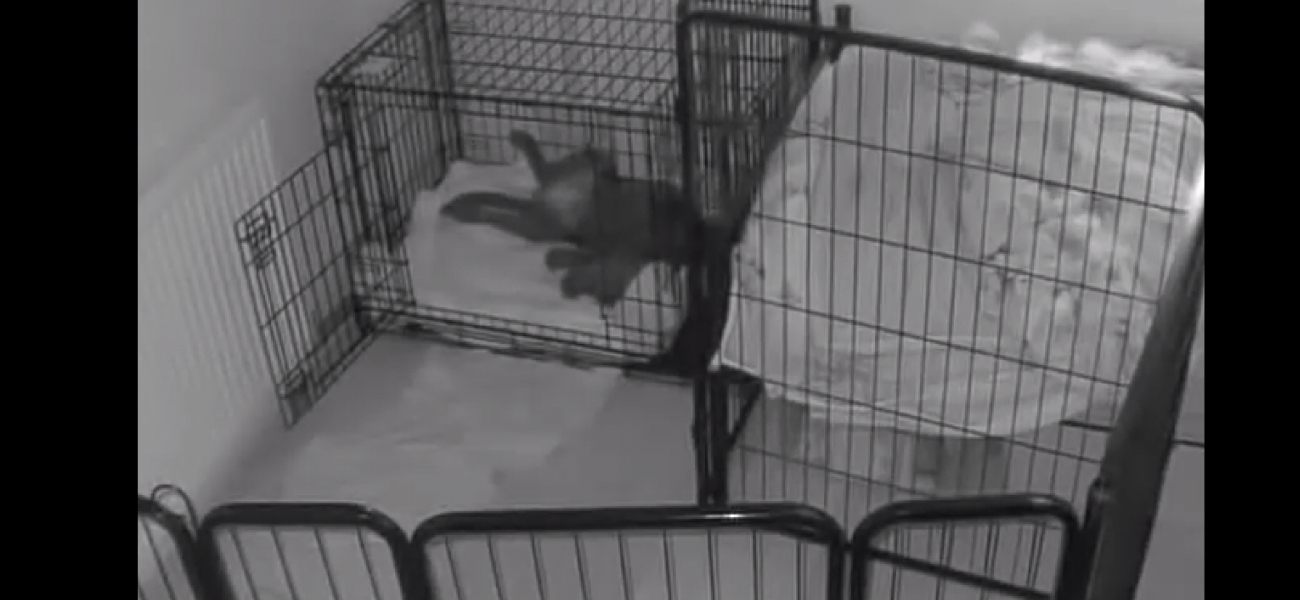 Puppy Survival Thread - for old and new pups heading into winter