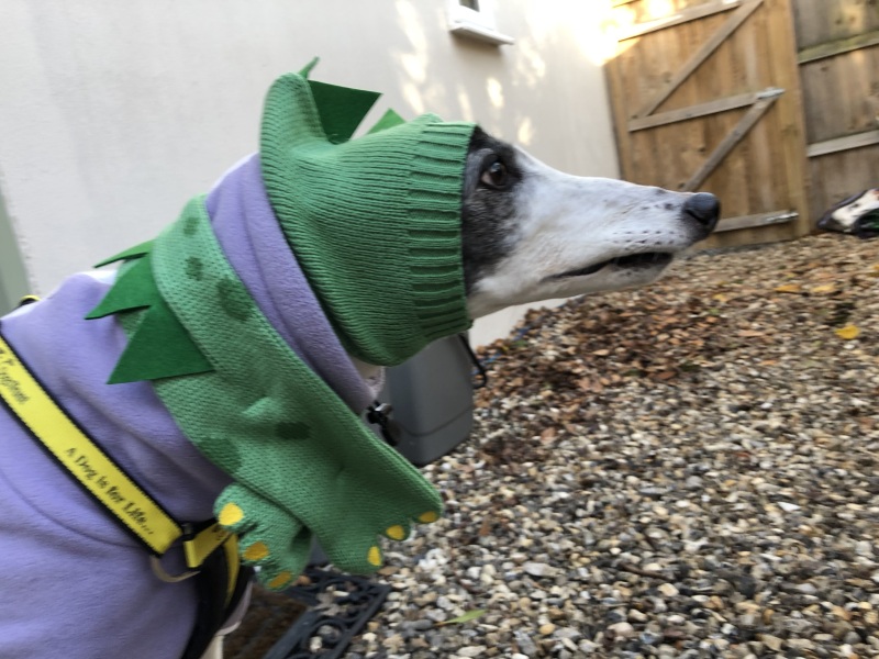 Thin skinned lurcher lost a bit of weight