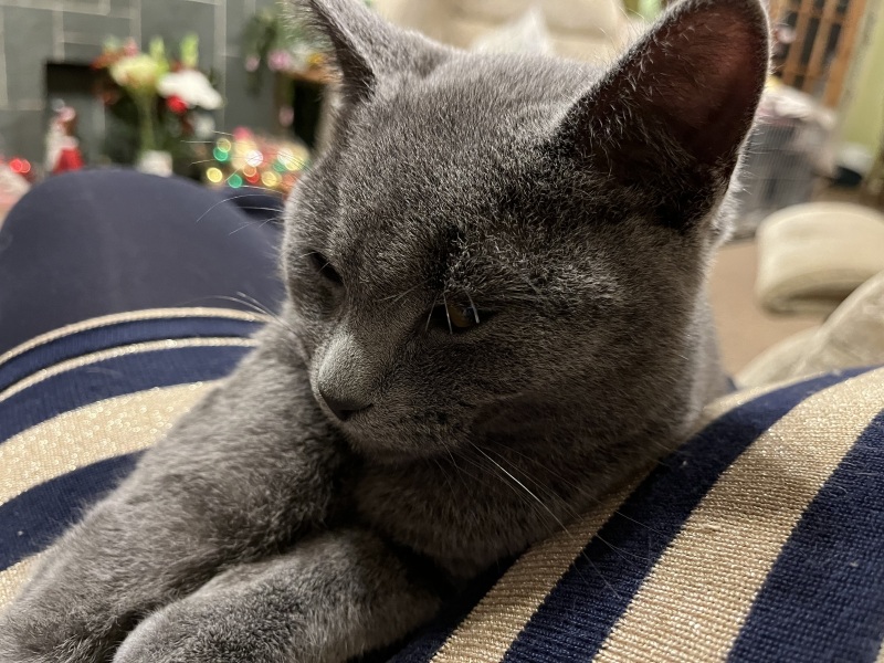 Christmas with the Excellent Cats