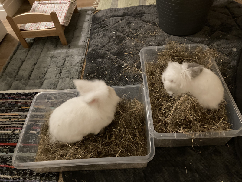 Cancer Support Thread 92 - Christmas Happy Hour at the Patience Inn 7pm tonight 🎄