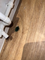 To think the rental should've been cleaned??