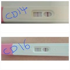 Ovulation date