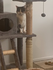 Christmas with the Excellent Cats