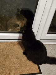 Thug cat part 5 - For he will not do destruction, if he is well-fed, neither will he spit without provocation.