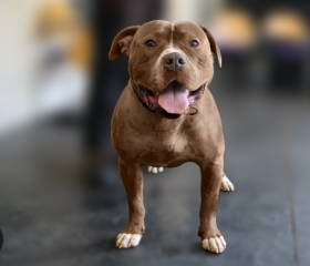 Getting dog assessed as NOT type?