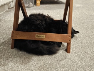 Christmas with the Excellent Cats