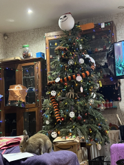 Can I see your Christmas tree?