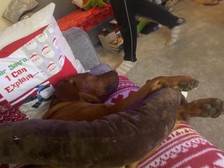 Puppy Survival Thread - for old and new pups heading into winter