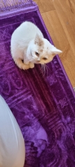 Advice needed for situation with poorly cat