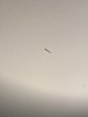 What is this grub/caterpillar?