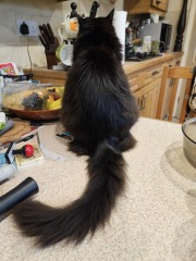 Christmas with the Excellent Cats