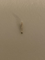 What is this grub/caterpillar?