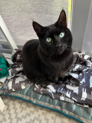 My old girl has died