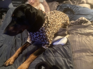 Why are dogs wearing clothes all of a sudden ??!