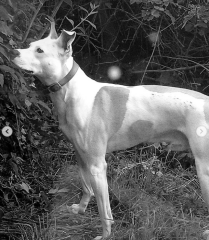 Getting dog assessed as NOT type?