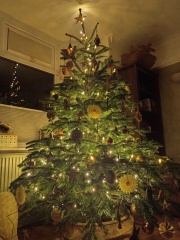 The ultimate SHOW US YOUR TREE megathread!