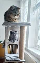 Christmas with the Excellent Cats