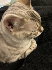 The Very Eventful Lives of the Excellent Cats