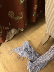 The Very Eventful Lives of the Excellent Cats