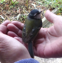 Thread 11 - TalkLair: “The candle flame gutters. Its little pool of light trembles.”