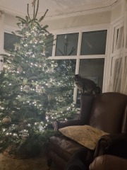 Can I see your Christmas tree?