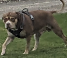 Help with Breed Identification?