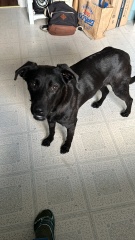 Am I being selfish to want to adopt a dog?