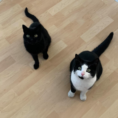 Tell me some hopeful stories about finding your perfect 'next cat'