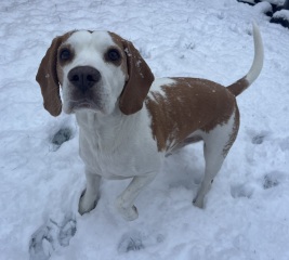 Anyone else got snow? Our dog is loving it!