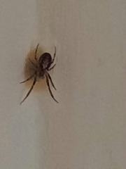 Spider protecting nest in hall - not a false widow?  *Trigger warning - photos*