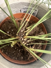My plant is dying - What should I do?