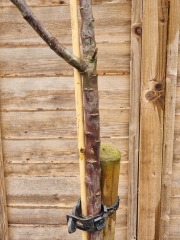 Tree experts