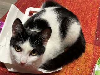 Wand toys with 2 cats