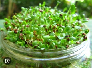 To not understand the UK's obsession with sprouts?