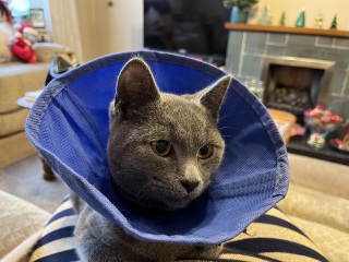 Cone collar for cat