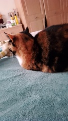 Puppy crying all night