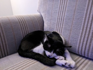 To cry? Cat pissed on the bed while I was sleeping!
