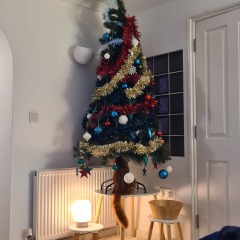 Show me your cats in Xmas trees!