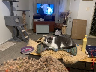 Christmas with the Excellent Cats