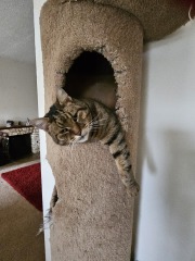 Thug cat part 5 - For he will not do destruction, if he is well-fed, neither will he spit without provocation.