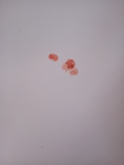 Weird jelly/liquid red stuff