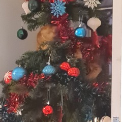 Show me your cats in Xmas trees!