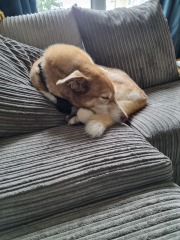 Thin skinned lurcher lost a bit of weight