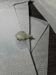 HELP !! Does anyone know what this is ?