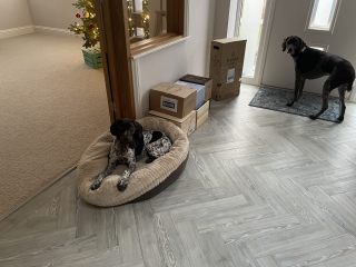 Puppy Survival Thread - for old and new pups heading into winter