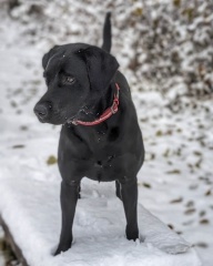 Teen dog thread