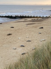 The Great Recovery! After cancer what next?